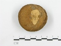 頭狀禿馬勃藏品圖，第1張