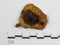 登錄號:F0007511藏品圖，第1張