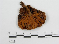 登錄號:F0007511藏品圖，第3張