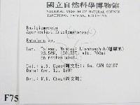 粉褶菌屬藏品圖，第2張