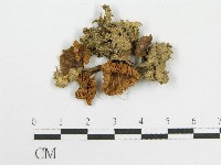 粉褶菌屬藏品圖，第1張