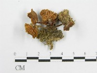 粉褶菌屬藏品圖，第3張