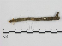 小菇屬藏品圖，第1張