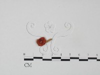 登錄號:F0007517藏品圖，第1張