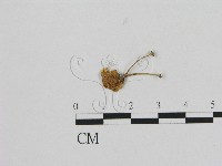 登錄號:F0007518藏品圖，第1張