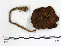 登錄號:F0007519藏品圖，第3張