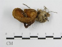 登錄號:F0007520藏品圖，第1張