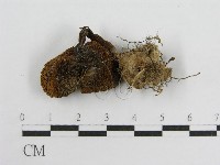 登錄號:F0007520藏品圖，第3張