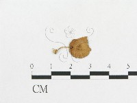 登錄號:F0007521藏品圖，第1張