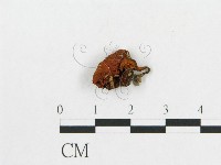 登錄號:F0007523藏品圖，第1張