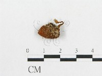 登錄號:F0007523藏品圖，第3張