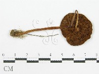 登錄號:F0007525藏品圖，第1張