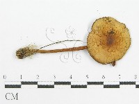 登錄號:F0007525藏品圖，第3張