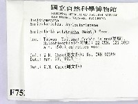 毛木耳藏品圖，第2張