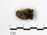 毛木耳藏品圖，第1張