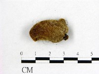 毛木耳藏品圖，第3張