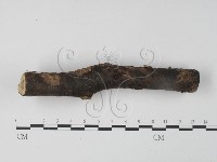 銀耳屬藏品圖，第3張