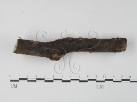 銀耳屬藏品圖，第4張