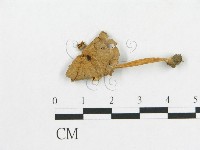 登錄號:F0007530藏品圖，第1張