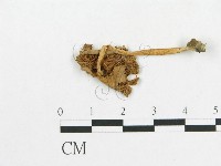 登錄號:F0007530藏品圖，第3張