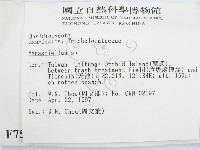 微皮傘屬藏品圖，第2張