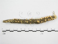 微皮傘屬藏品圖，第1張