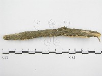 微皮傘屬藏品圖，第3張