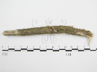 微皮傘屬藏品圖，第4張