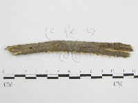 微皮傘屬藏品圖，第3張