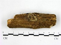 花耳屬藏品圖，第1張