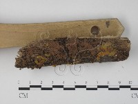 銀耳屬藏品圖，第3張