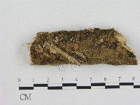 小菇屬藏品圖，第3張