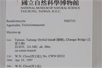 小菇屬藏品圖，第4張