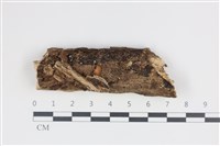 小菇屬藏品圖，第1張