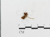 登錄號:F0007547藏品圖，第1張