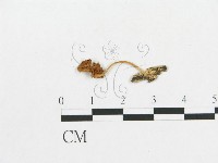 登錄號:F0007548藏品圖，第1張