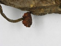 多孔菌屬藏品圖，第5張