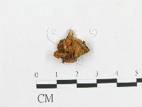 多孔菌屬藏品圖，第3張