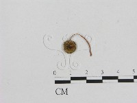 小菇屬藏品圖，第3張