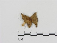 登錄號:F0007553藏品圖，第1張