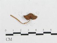 登錄號:F0007555藏品圖，第3張