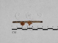 登錄號:F0007556藏品圖，第1張