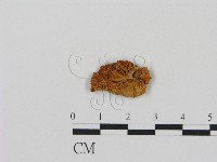 登錄號:F0007557藏品圖，第3張