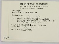 小皮傘屬藏品圖，第2張
