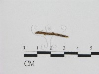 小皮傘屬藏品圖，第1張