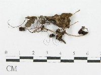 登錄號:F0007559藏品圖，第1張