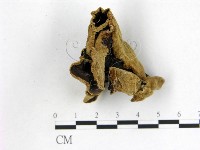 毛木耳藏品圖，第3張