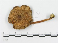 登錄號:F0007561藏品圖，第3張