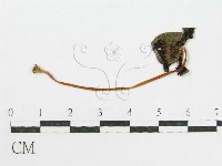 登錄號:F0007562藏品圖，第5張