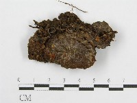 登錄號:F0007563藏品圖，第1張